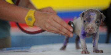 Kontroler Weterynaryjny - specyfikacja zawodu, wymagania, zarobki