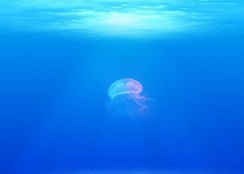 Eksplorator Dna Morskiego - specyfikacja zawodu, wymagania, zarobki