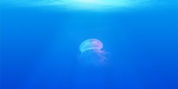 Eksplorator Dna Morskiego - specyfikacja zawodu, wymagania, zarobki