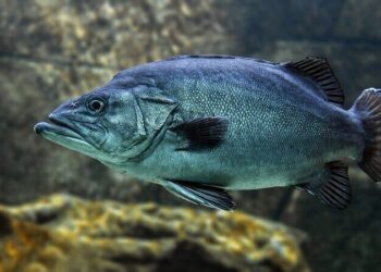 Pracownik Przetwórstwa Rybnego - specyfikacja zawodu, wymagania, wynagrodzenie