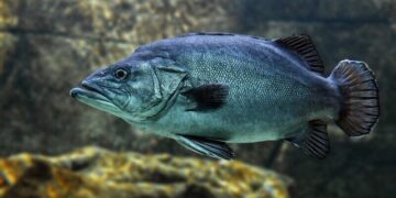 Pracownik Przetwórstwa Rybnego - specyfikacja zawodu, wymagania, wynagrodzenie