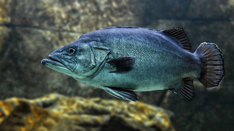 Pracownik Przetwórstwa Rybnego - specyfikacja zawodu, wymagania, wynagrodzenie