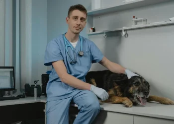 Sprawdź, ile zarabia weterynarz oraz jakiego wykształcenia wymaga ten zawód. Fot. Tima Miroshnichenko / pexels.com