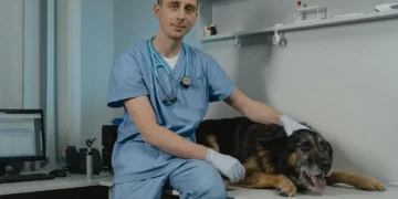 Sprawdź, ile zarabia weterynarz oraz jakiego wykształcenia wymaga ten zawód. Fot. Tima Miroshnichenko / pexels.com