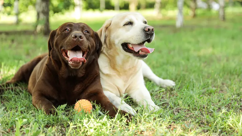 Jak przygotować swojego pupila do pobytu pod opieką petsittera?