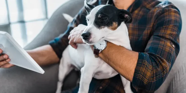 Petsitter – kto to jest, czym się zajmuje i jak wybrać najlepszego opiekuna dla swojego pupila